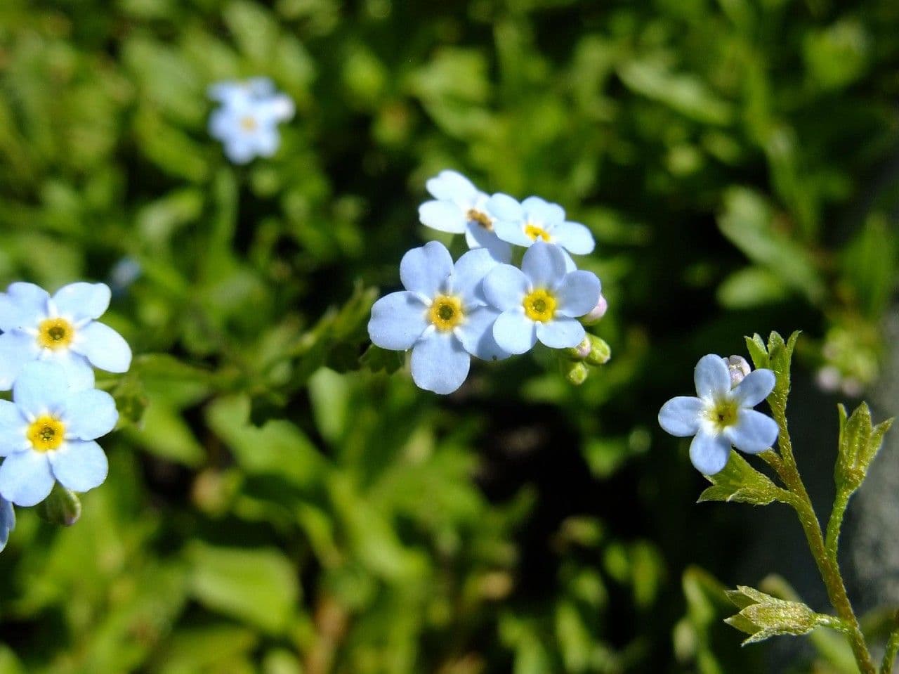 Myosotis de Rehsteiner 2