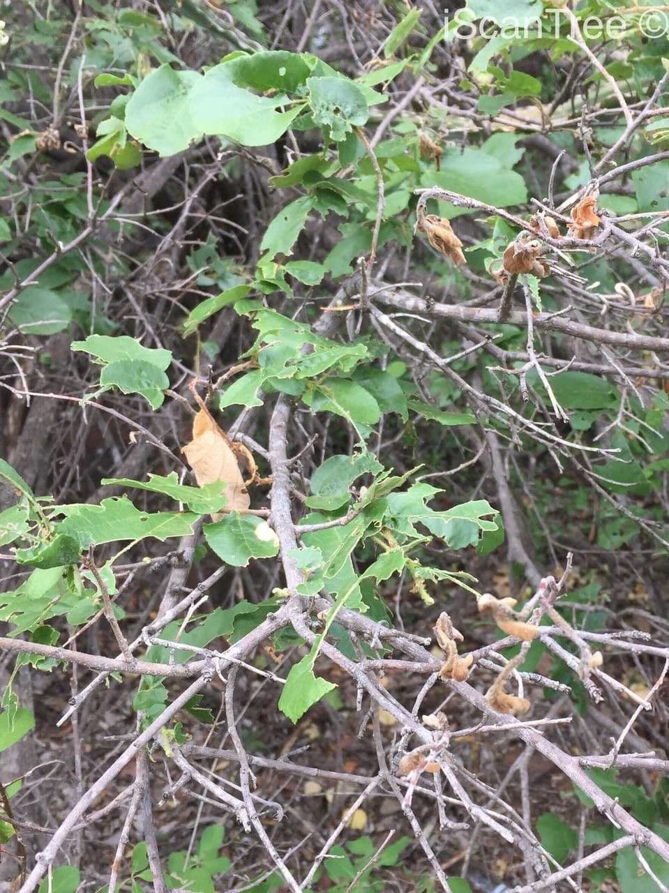 Grewia 11
