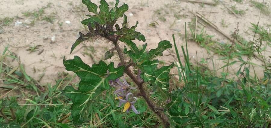 Psian palinacanthum 15