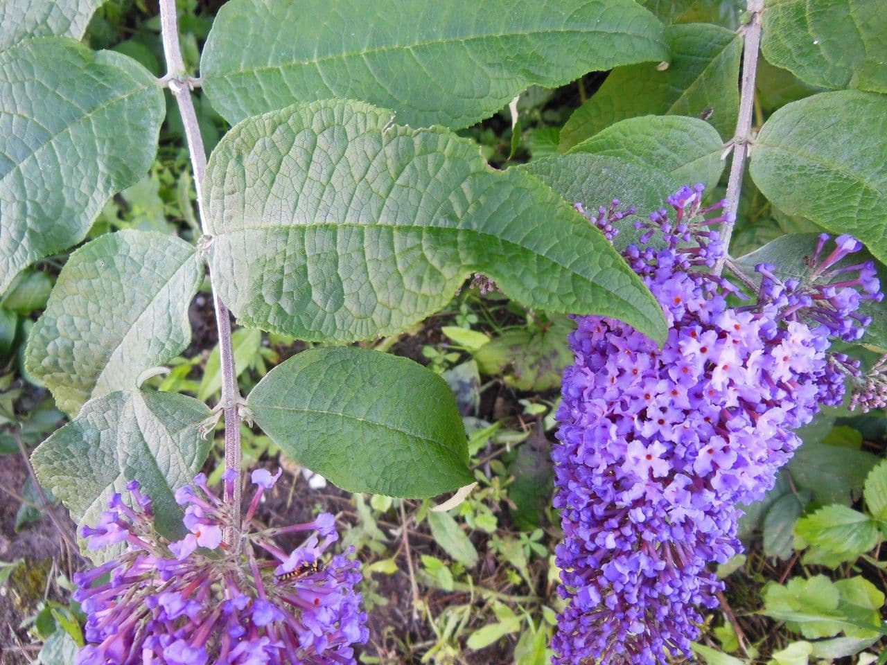 Buddleja 18