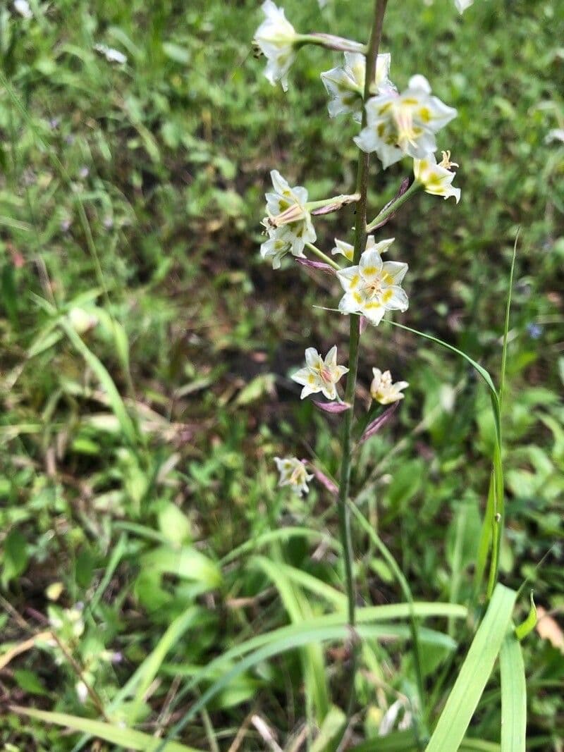 Anticlea elegante 2
