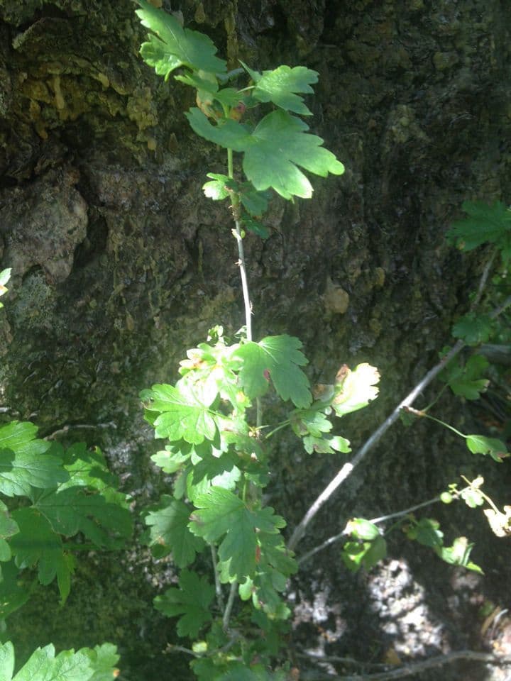 Ribes 7