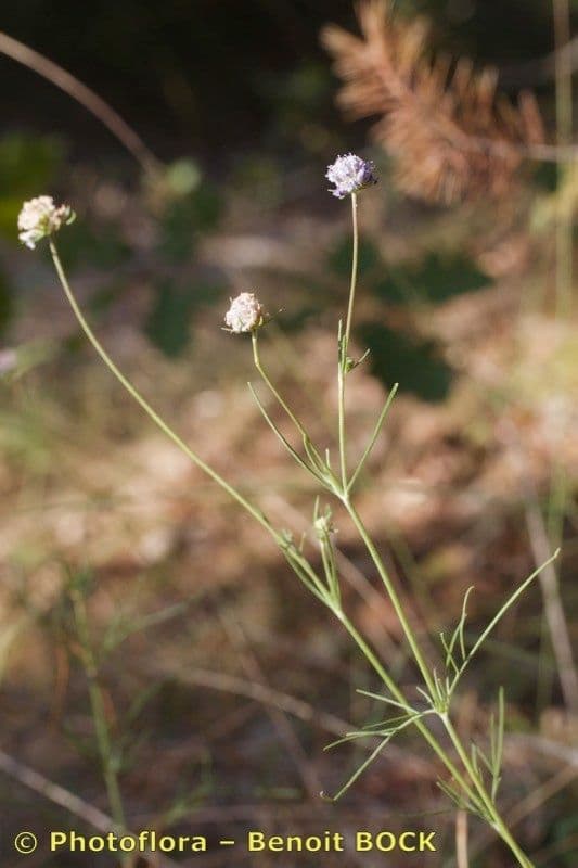 Vedovina grigia 7