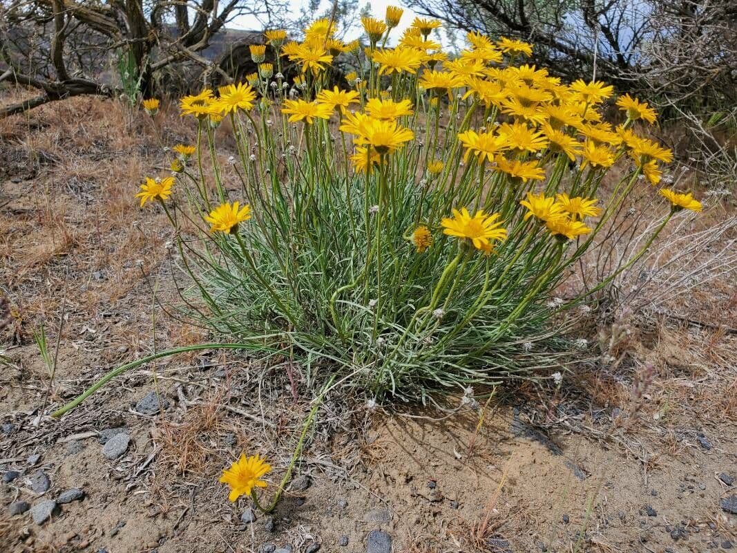 Erigeron 11