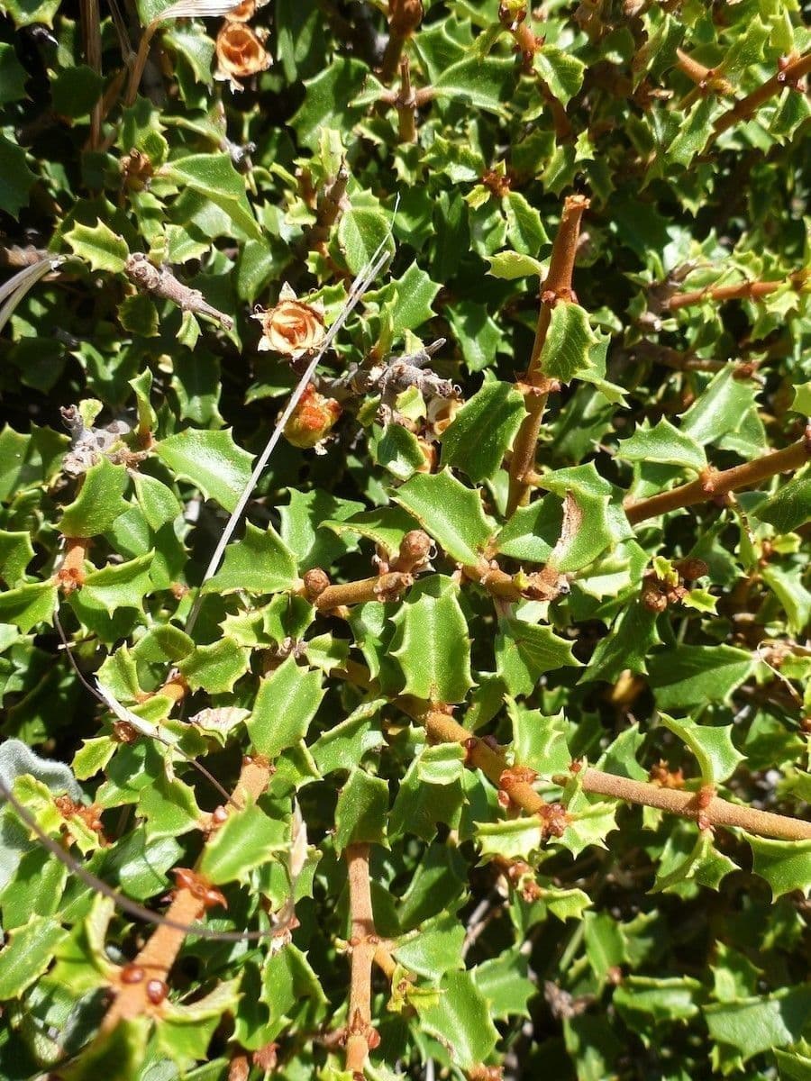 Ceanothus 12