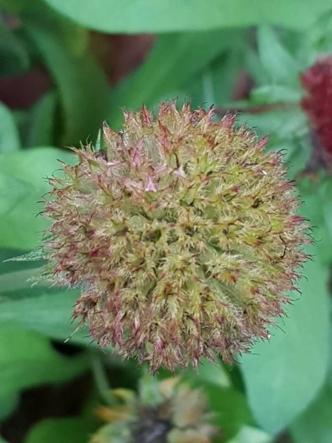 Gaillardia aristata 5