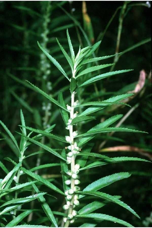 Proserpinaca palustris 4