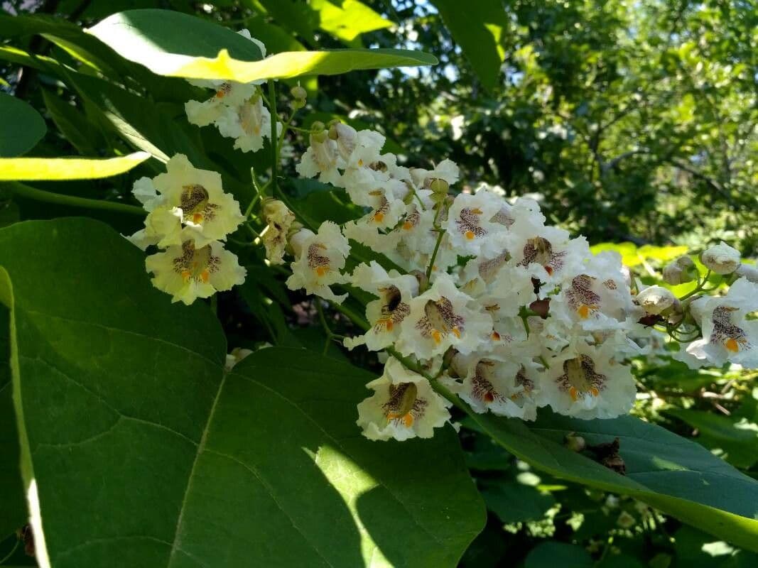 Katalpa vajcovitolistá 7