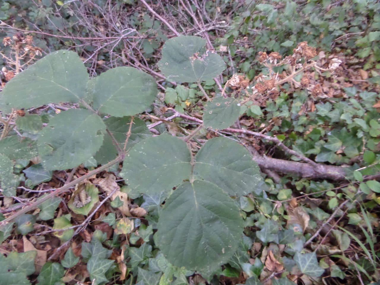 Rovo vestito 28