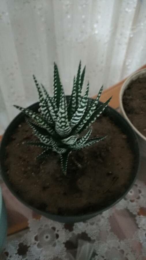 Pianta zebra 16