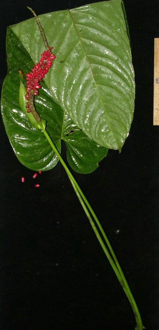 Tlapka 8