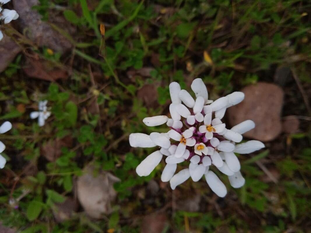 Iberis pectinada 5