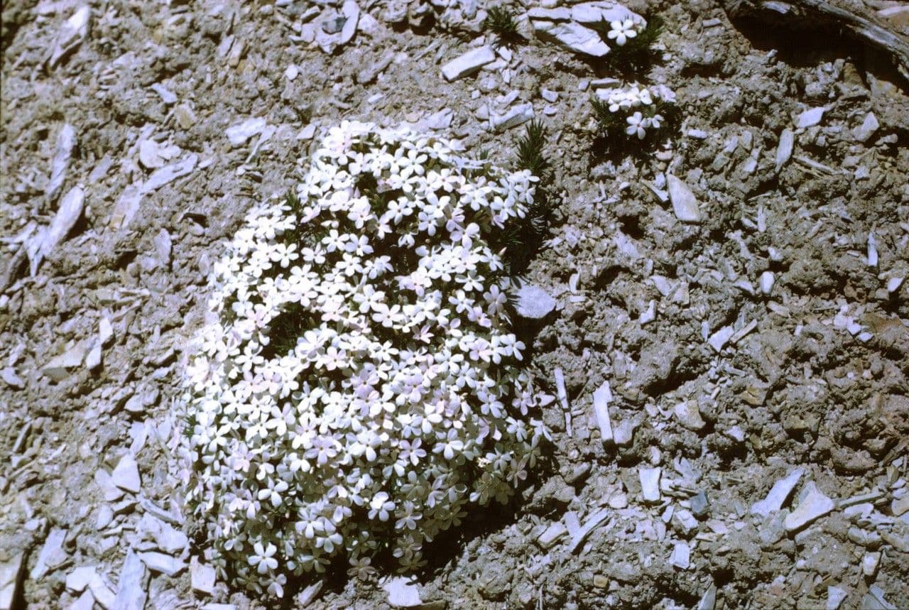 Floks rozpostarty 16