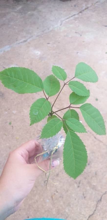 Tabebuia 24