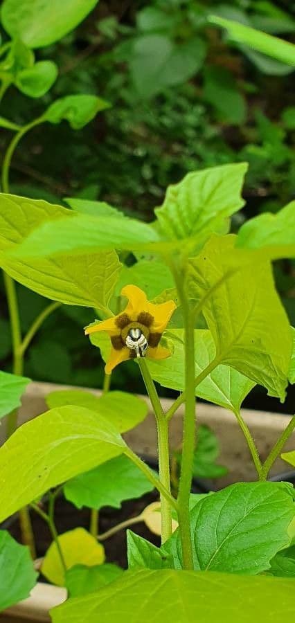 Moruše physalis 7