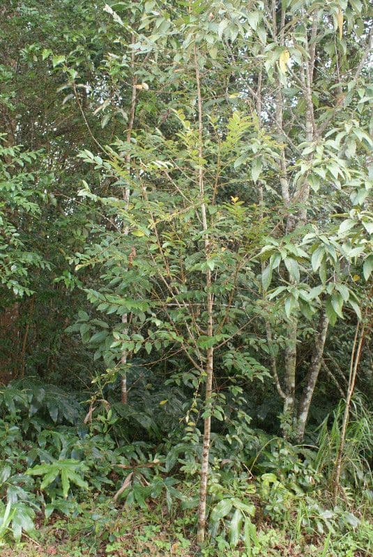 Phyllanthus phillyreifolius 13