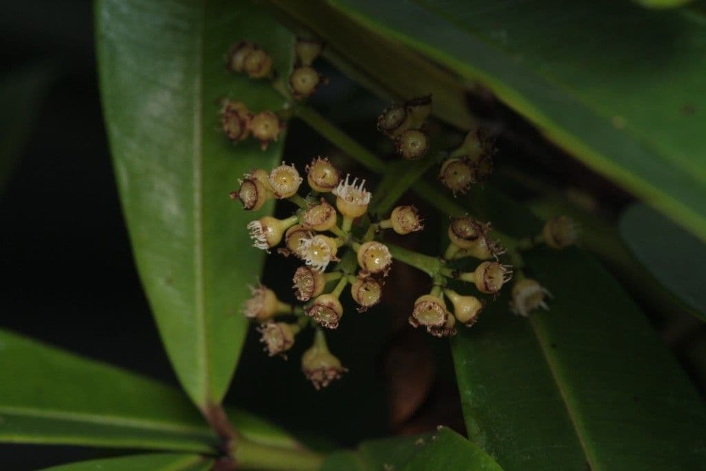 Syzygium