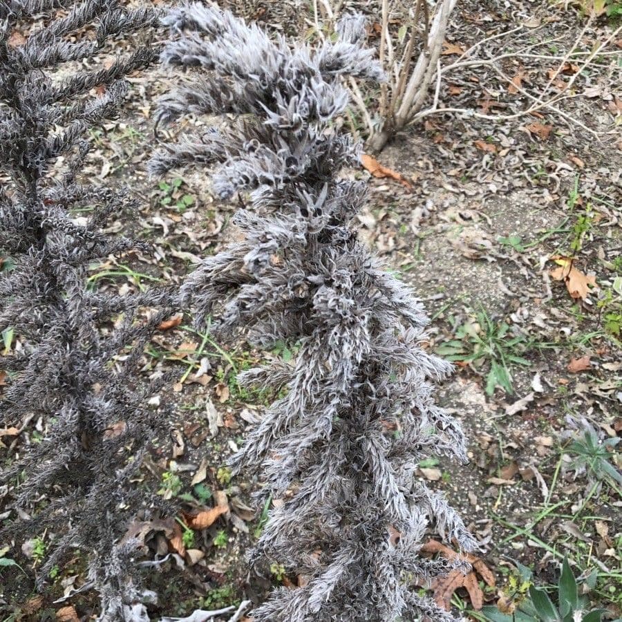 Echium 4