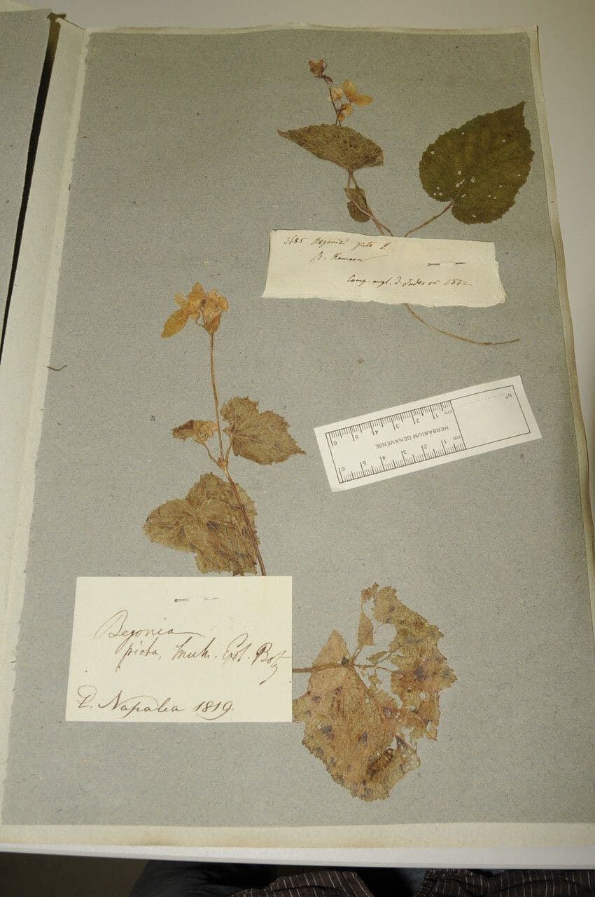 Begonia dipinta 24