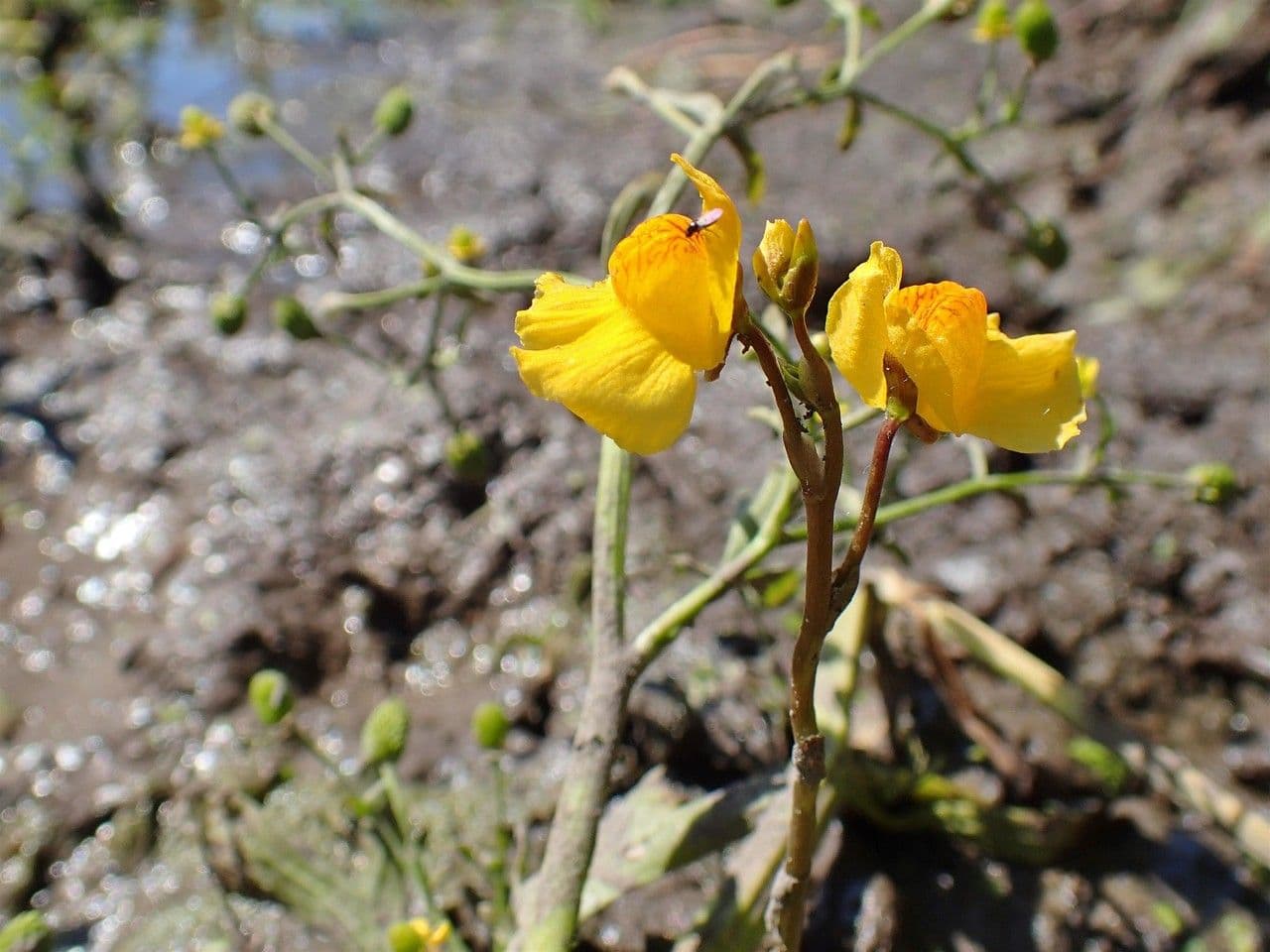 Erba vescica 12
