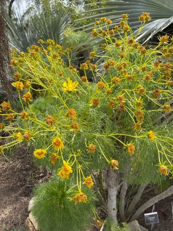 Coreopsis gigantea 2