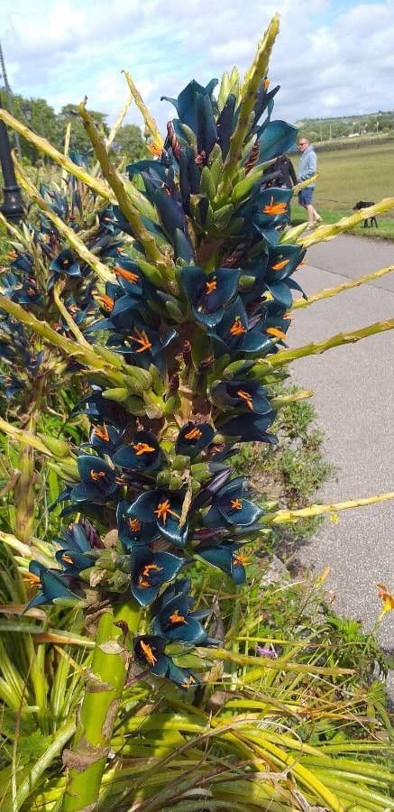 Puya