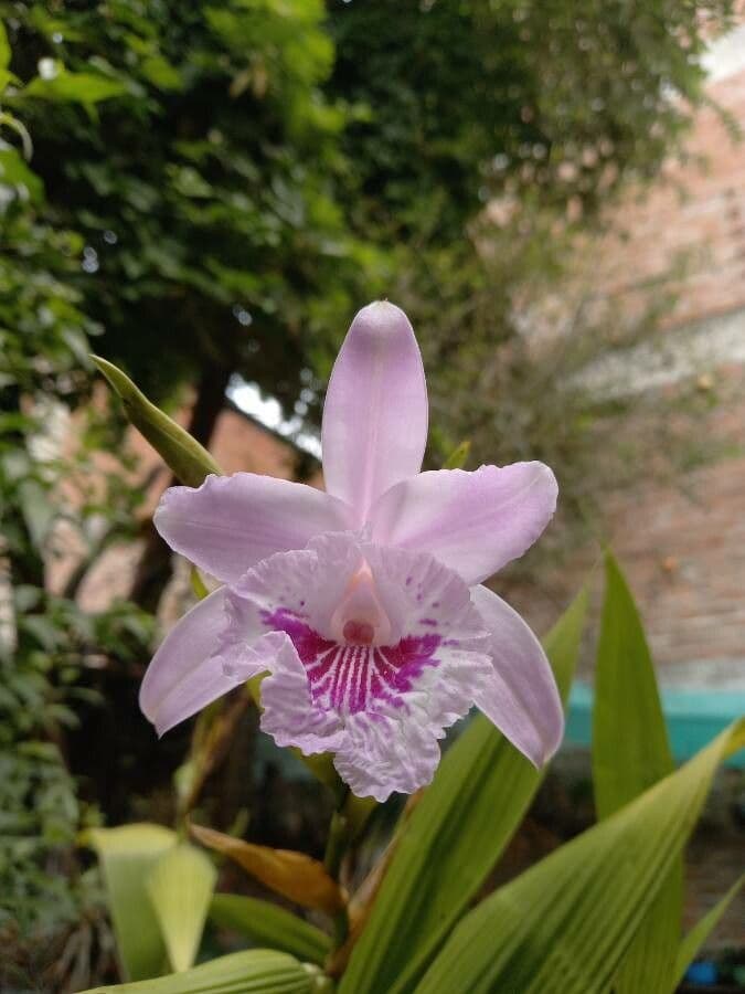 Sobralia 2