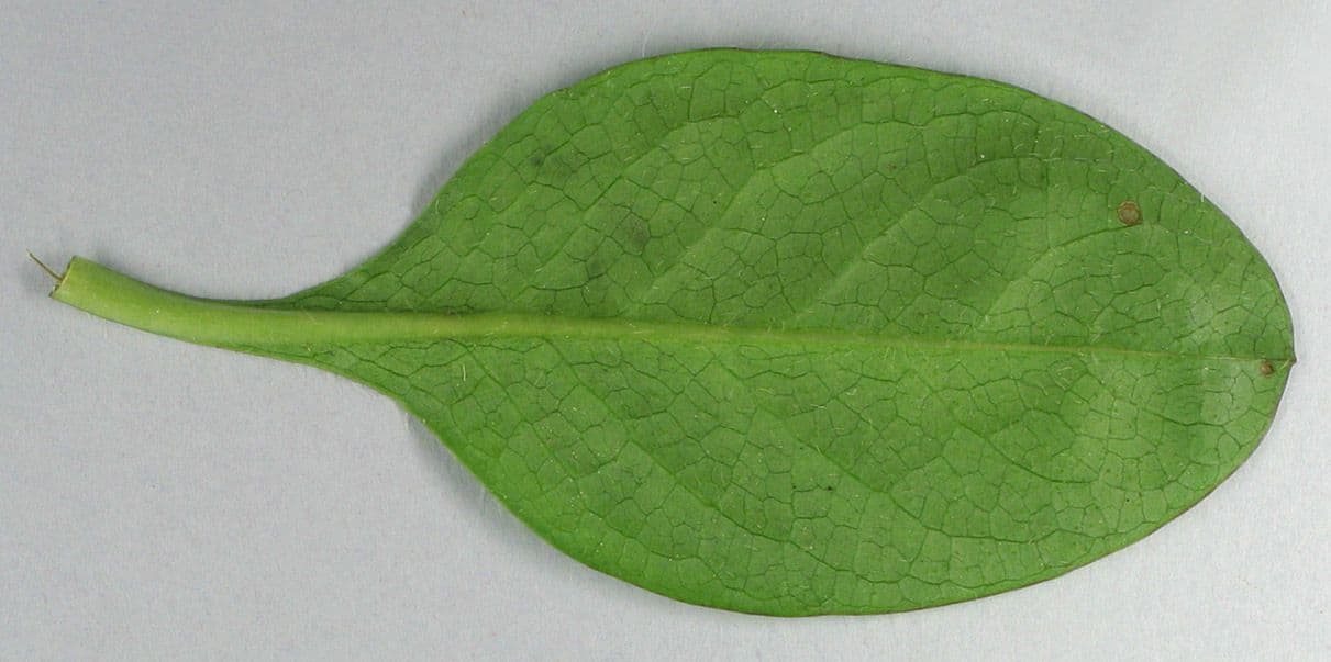 Succisa 26