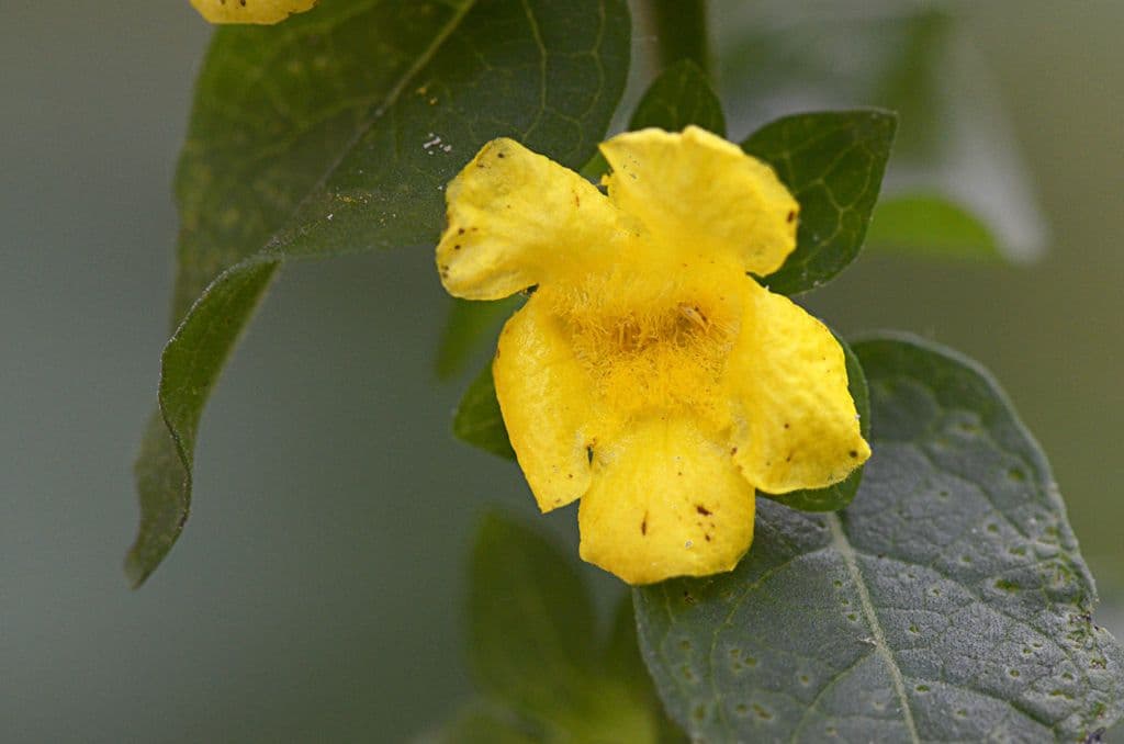 Dasistoma 6