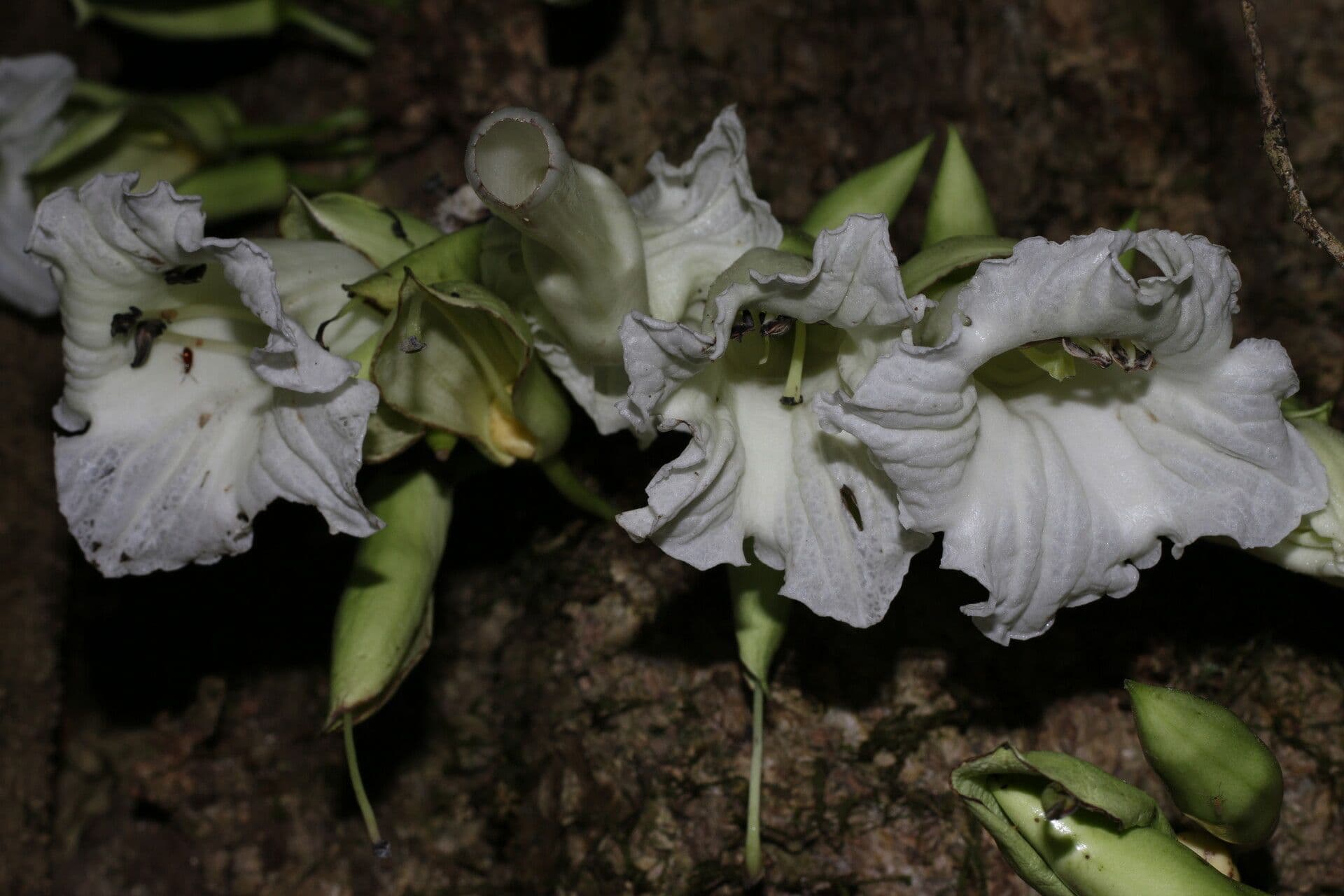 Maquira 6