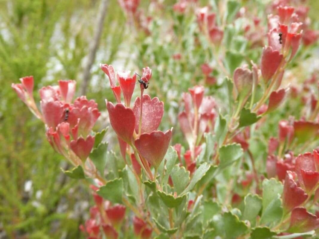 Adenantos cuneato