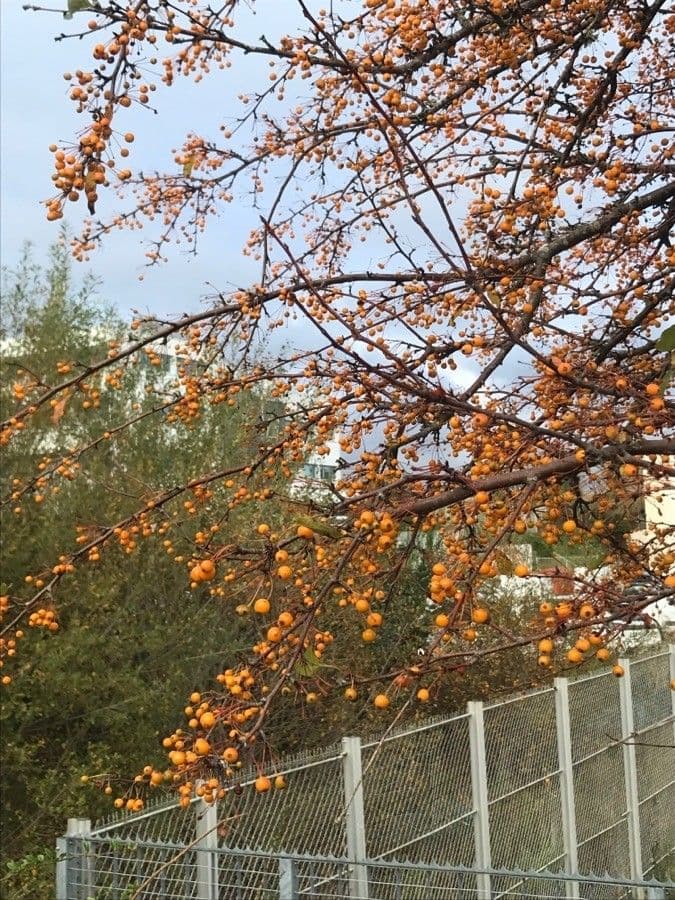 Ilex decidua