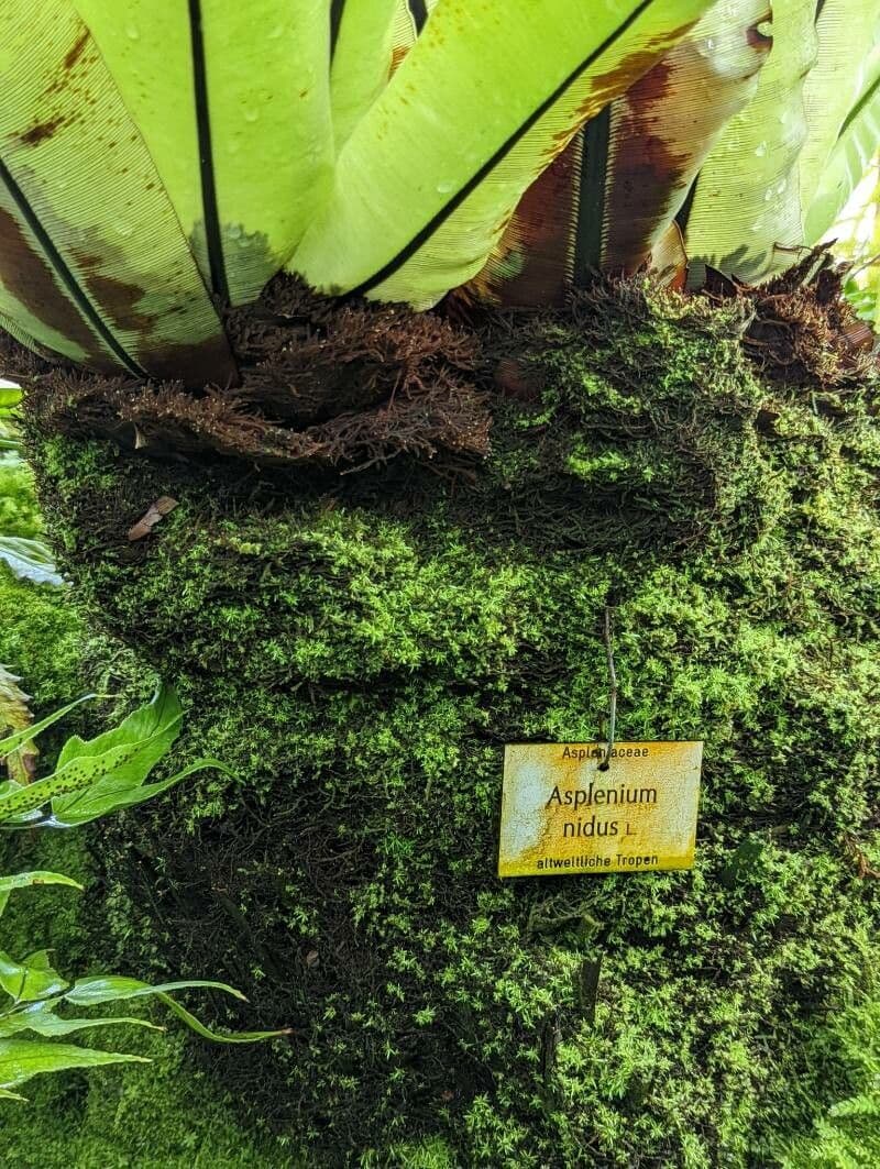 Vogelnestfarn 16