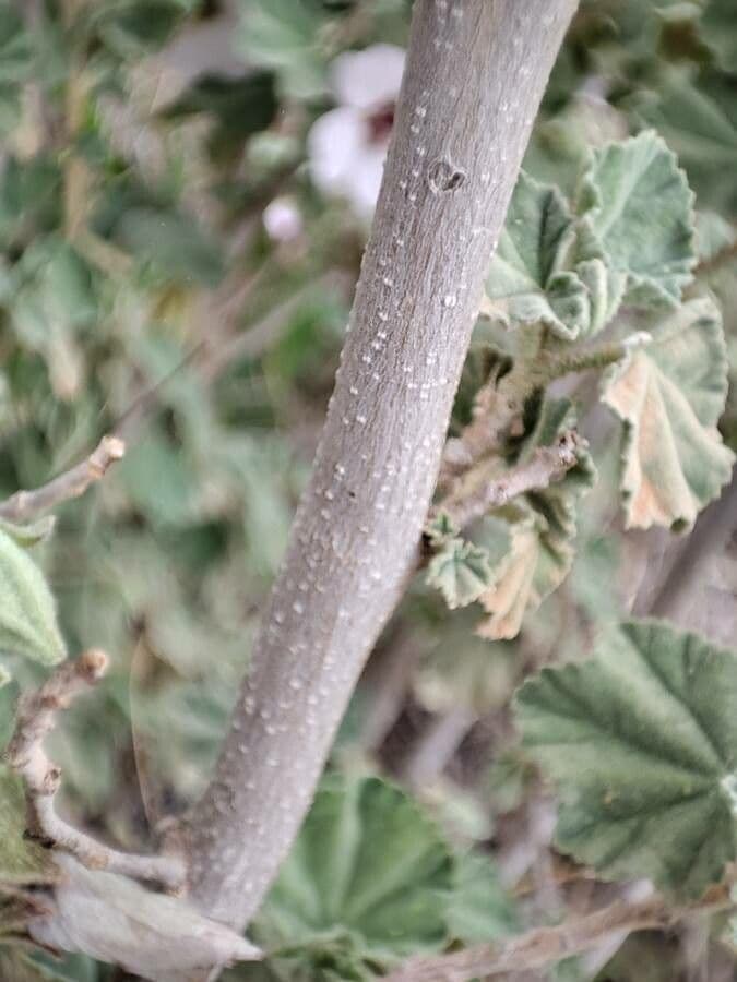 Malva subovata 22