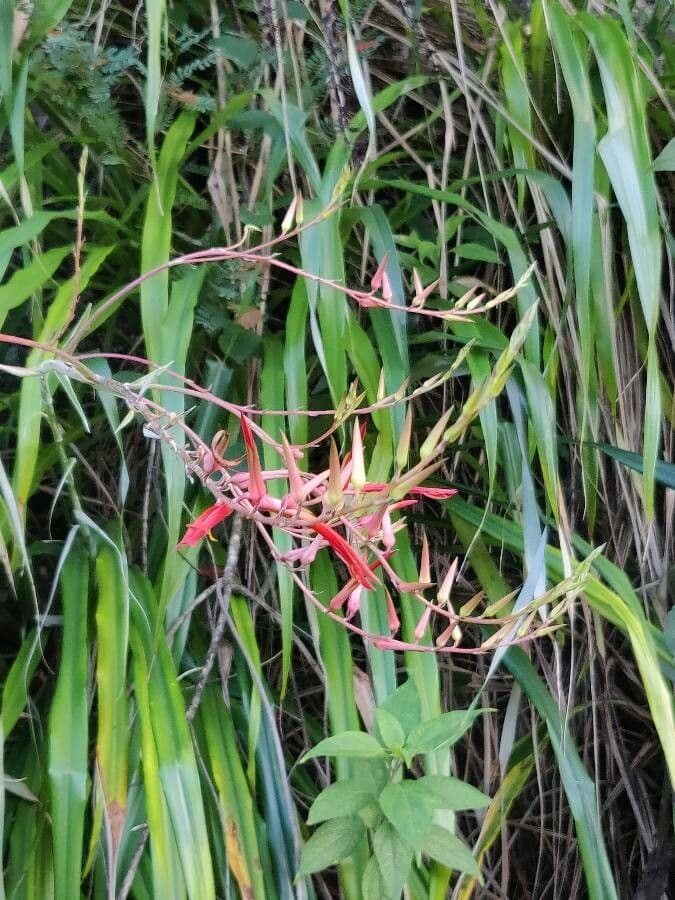 Pitcairnia