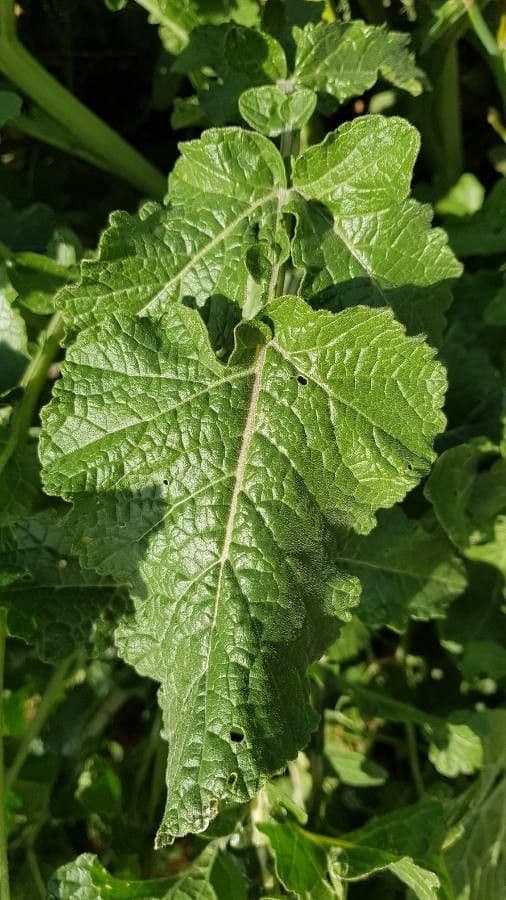 Senape ruca 18