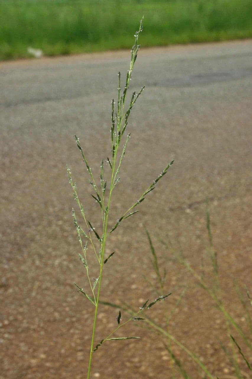 Eragrostis plana 3