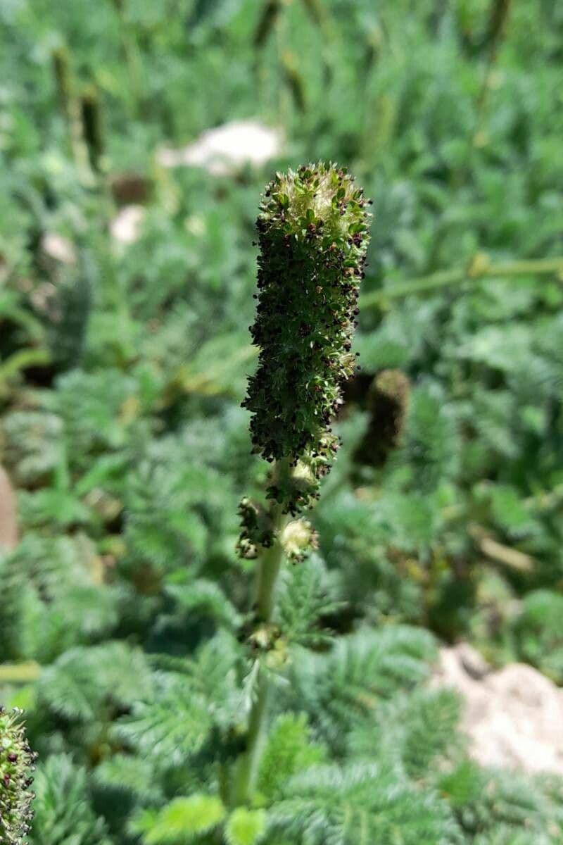 Acaena