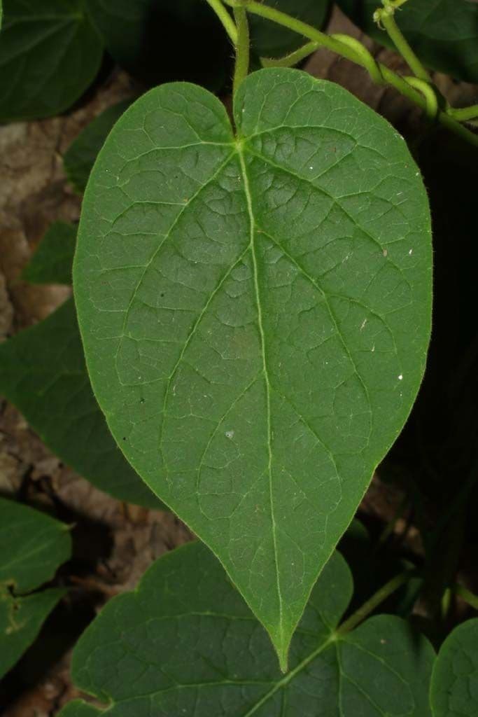 Matelea 13