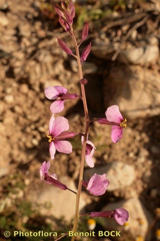 Moricandia 23