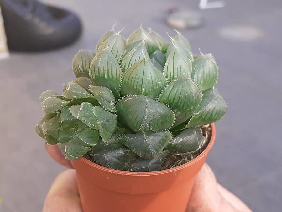 Hawortia Coopera 2