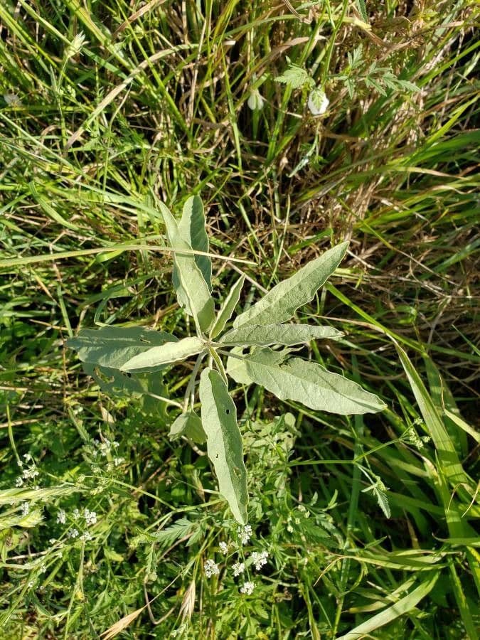 Solanum hindsianum 15