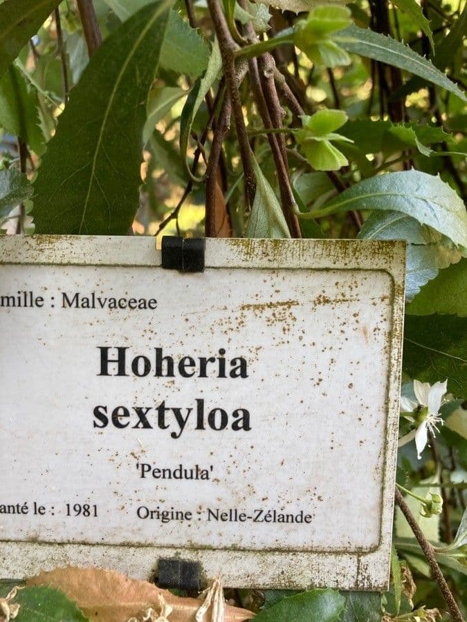 Sechstiiger Hoheria 12