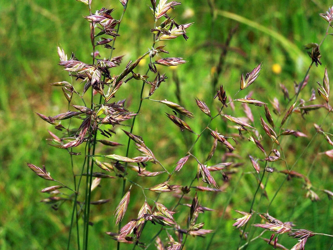 Festuca rossa 5