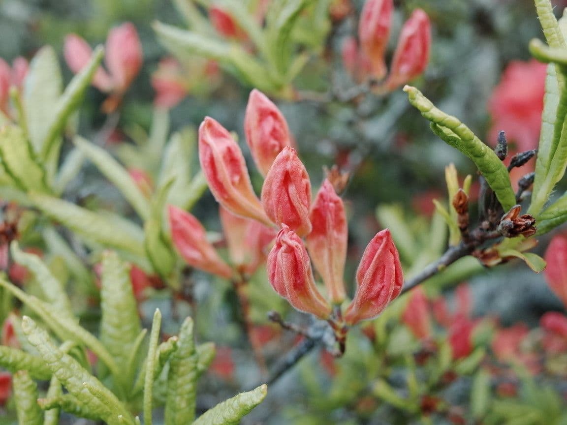 Azalea cinese 22