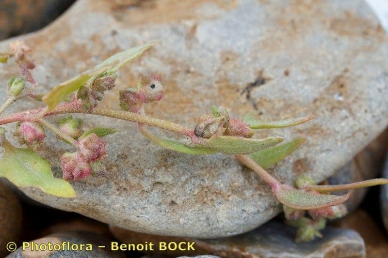 Atriplex glabriuscula 4