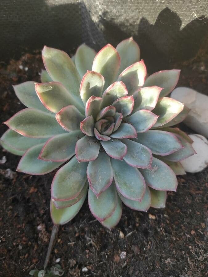 Echeveria 15