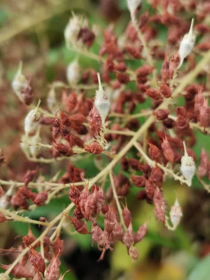 Alumroot peludo