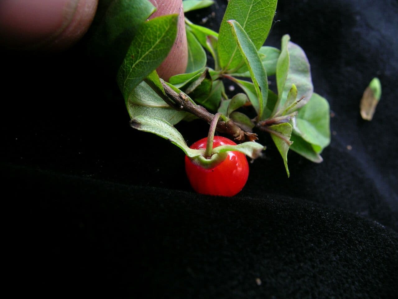 Geißblatt 9