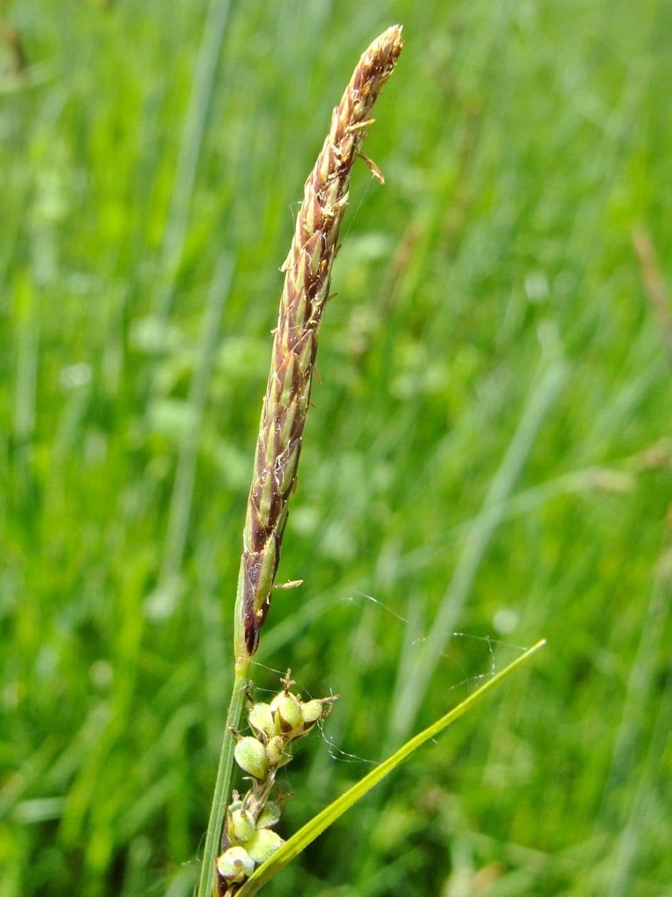 Faden-Segge 2